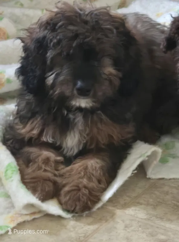 Boss (mini) – Aussiedoodle, Poodle - Toy  puppy for sale in Fennimore, WI