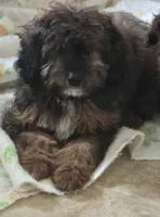 Boss (mini), a male Aussiedoodle and Poodle - Toy  for sale in Fennimore, WI – 1 of 3