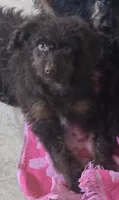Lil Bear (mini), a male Aussiedoodle and Poodle - Toy  for sale in Fennimore, WI – 1 of 2