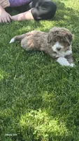 Reba, a female Aussiedoodle for sale in Fennimore, WI – 3 of 5