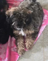 Boss (mini), a male Aussiedoodle and Poodle - Toy  for sale in Fennimore, WI – 3 of 3