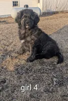 Girl 3 aka rosie, a female Tibetan Mastiff for sale in Fennimore, WI – Photo 2 of 2