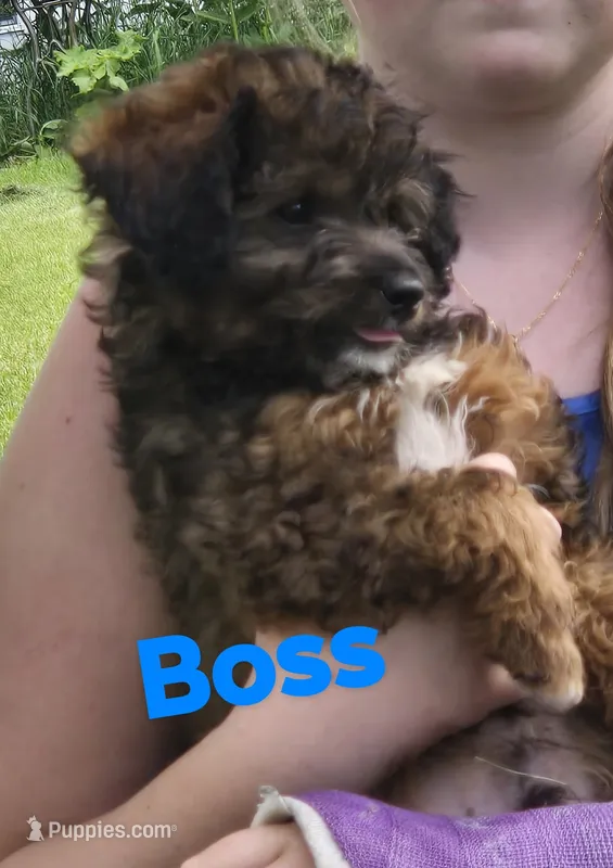 Boss (mini) – Aussiedoodle, Poodle - Toy  puppy for sale in Fennimore, WI