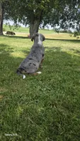 Della, a female Australian Shepherd and Catahoula Leopard Dog for sale in Fennimore, WI – 4 of 5