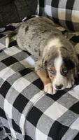 Della, a female Australian Shepherd and Catahoula Leopard Dog for sale in Fennimore, WI – 3 of 5
