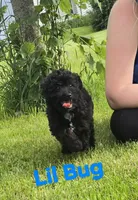 Lil bug "mini", a male Aussiedoodle and Poodle - Toy  for sale in Fennimore, WI – 3 of 3