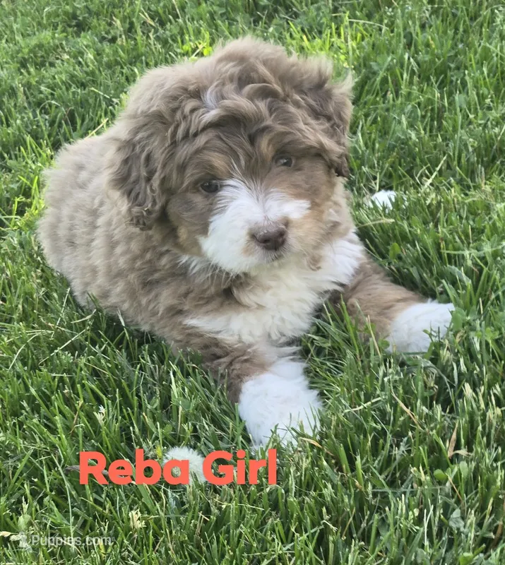 Reba – Aussiedoodle puppy for sale in Fennimore, WI