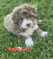 Reba, a female Aussiedoodle for sale in Fennimore, WI – 1 of 5