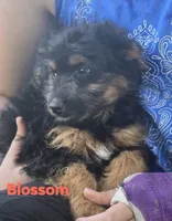 Blossom (mini), a female Aussiedoodle and Poodle - Toy  for sale in Fennimore, WI – 3 of 4