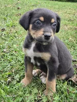 Boy 5, a male Australian Shepherd and Catahoula Leopard Dog for sale in Fennimore, WI – Photo 1 of 4