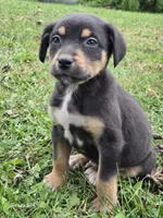 Boy 5, a male Australian Shepherd and Catahoula Leopard Dog for sale in Fennimore, WI – Photo 2 of 4