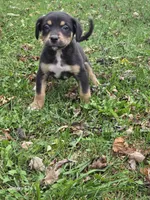 Boy 5, a male Australian Shepherd and Catahoula Leopard Dog for sale in Fennimore, WI – Photo 3 of 4