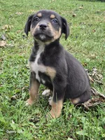 Boy 5, a male Australian Shepherd and Catahoula Leopard Dog for sale in Fennimore, WI – Photo 4 of 4