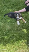 Aster, a male Australian Shepherd and Catahoula Leopard Dog for sale in Fennimore, WI – 5 of 5