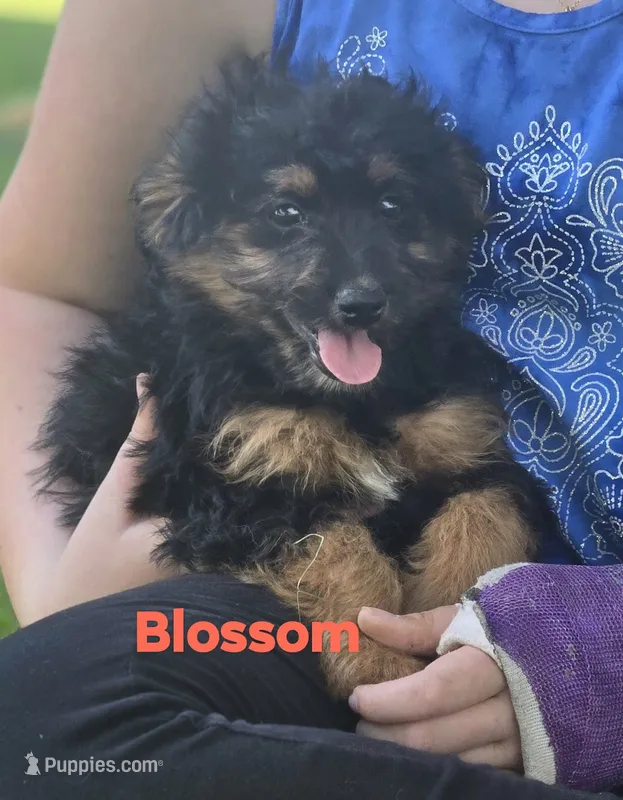 Blossom (mini) – Aussiedoodle, Poodle - Toy  puppy for sale in Fennimore, WI