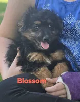 Blossom (mini), a female Aussiedoodle and Poodle - Toy  for sale in Fennimore, WI – 1 of 4