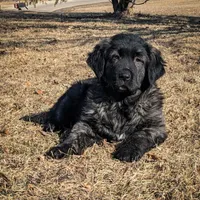 Girl 5, a female Tibetan Mastiff for sale in Fennimore, WI – Photo 1 of 2