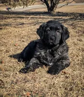Girl 5, a female Tibetan Mastiff for sale in Fennimore, WI – Photo 1 of 2