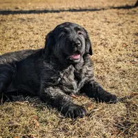 Girl 5, a female Tibetan Mastiff for sale in Fennimore, WI – Photo 2 of 2