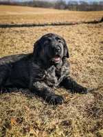 Girl 5, a female Tibetan Mastiff for sale in Fennimore, WI – Photo 2 of 2