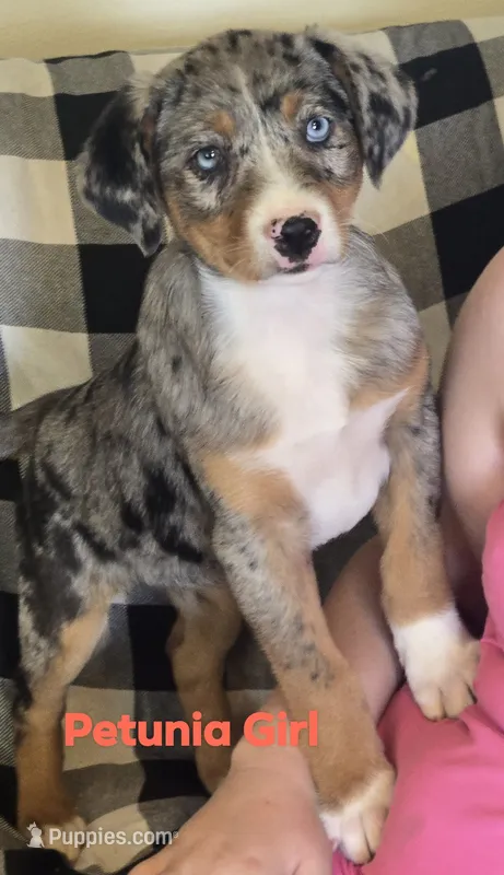 Petunia – Australian Shepherd, Catahoula Leopard Dog puppy for sale in Fennimore, WI