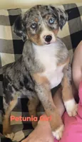Petunia, a female Australian Shepherd and Catahoula Leopard Dog for sale in Fennimore, WI – 1 of 4