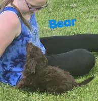 Lil Bear (mini), a male Aussiedoodle and Poodle - Toy  for sale in Fennimore, WI – 2 of 4