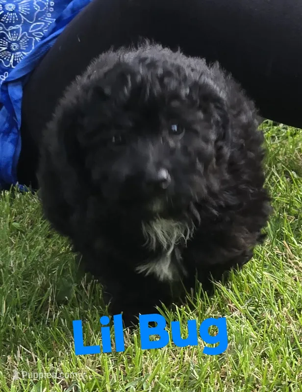 Lil bug "mini" – Aussiedoodle, Poodle - Toy  puppy for sale in Fennimore, WI