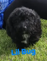 Lil bug "mini", a male Aussiedoodle and Poodle - Toy  for sale in Fennimore, WI – 1 of 3