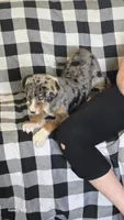 Petunia, a female Australian Shepherd and Catahoula Leopard Dog for sale in Fennimore, WI – 2 of 4