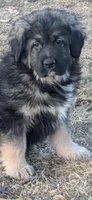 Boy 3, a male Tibetan Mastiff for sale in Fennimore, WI – Photo 2 of 2