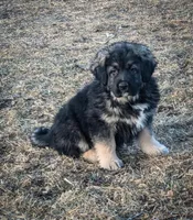 Boy 3, a male Tibetan Mastiff for sale in Fennimore, WI – Photo 1 of 2