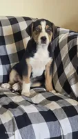 Aster, a male Australian Shepherd and Catahoula Leopard Dog for sale in Fennimore, WI – 4 of 5
