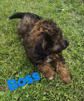 Boss (mini), a male Aussiedoodle and Poodle - Toy  for sale in Fennimore, WI – 3 of 3