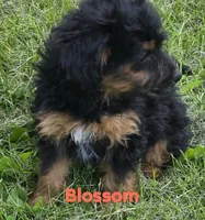 Blossom (mini), a female Aussiedoodle and Poodle - Toy  for sale in Fennimore, WI – 2 of 4