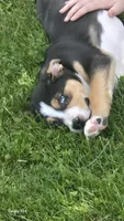 Aster, a male Australian Shepherd and Catahoula Leopard Dog for sale in Fennimore, WI – 2 of 5