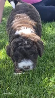 Rudy, a male Aussiedoodle for sale in Fennimore, WI – 2 of 2