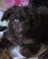 Lil Bear (mini), a male Aussiedoodle and Poodle - Toy  for sale in Fennimore, WI – 2 of 2