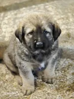 Boy1, a male Tibetan Mastiff for sale in Fennimore, WI – Photo 2 of 3