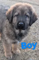 Boy1, a male Tibetan Mastiff for sale in Fennimore, WI – Photo 3 of 3