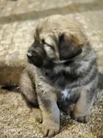 Boy1, a male Tibetan Mastiff for sale in Fennimore, WI – Photo 1 of 3