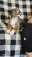 Petunia, a female Australian Shepherd and Catahoula Leopard Dog for sale in Fennimore, WI – 3 of 4