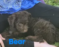 Lil Bear (mini), a male Aussiedoodle and Poodle - Toy  for sale in Fennimore, WI – 4 of 4