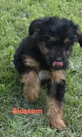 Blossom (mini), a female Aussiedoodle and Poodle - Toy  for sale in Fennimore, WI – 4 of 4