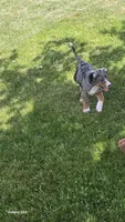 Petunia, a female Australian Shepherd and Catahoula Leopard Dog for sale in Fennimore, WI – 4 of 4