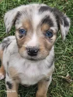 Boy 4, a male Australian Shepherd and Catahoula Leopard Dog for sale in Fennimore, WI – Photo 1 of 4
