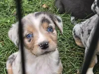 Boy 4, a male Australian Shepherd and Catahoula Leopard Dog for sale in Fennimore, WI – Photo 3 of 4