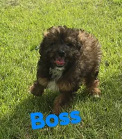 Boss (mini), a male Aussiedoodle and Poodle - Toy  for sale in Fennimore, WI – 2 of 3