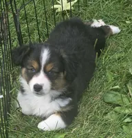 Auggie boy 2, a male Australian Shepherd and Pembroke Welsh Corgi for sale in Fennimore, WI – Photo 1 of 5