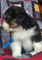 Auggie boy 2, a male Australian Shepherd and Pembroke Welsh Corgi for sale in Fennimore, WI – Photo 4 of 5